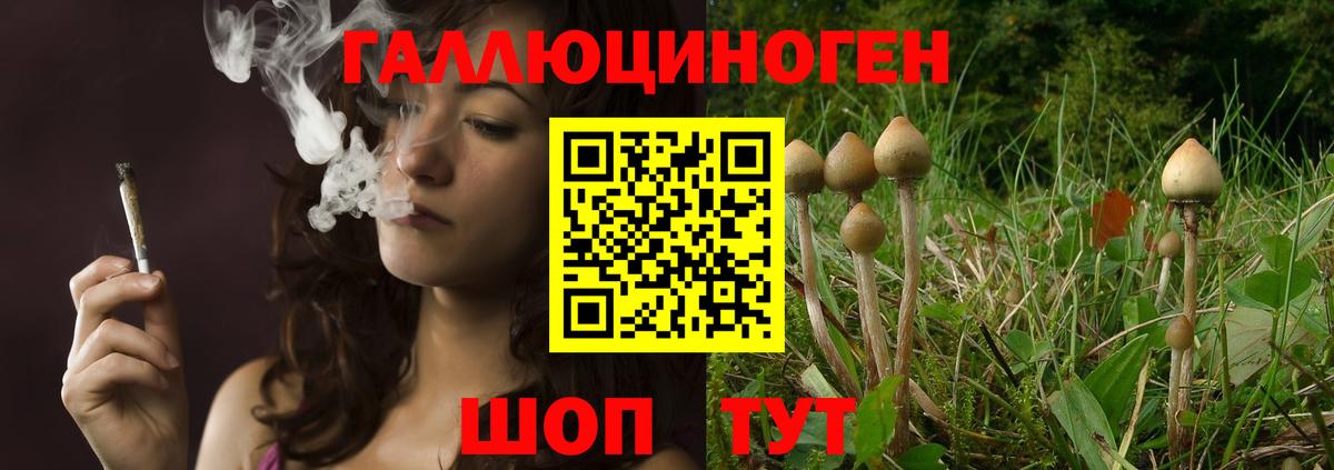 Псилоцибиновые грибы Psilocybine cubensis  Вход с VPN  Вичуга 